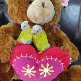 Sun Cheek Conure Parrot Babies