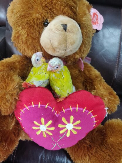 Sun Cheek Conure Parrot Babies