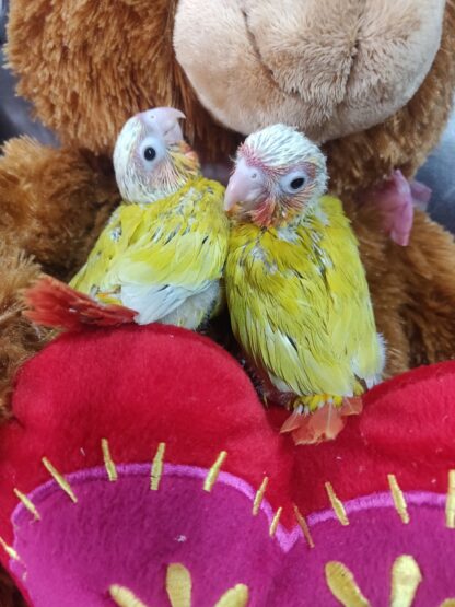 Sun Cheek Conure Parrot Babies - Image 4
