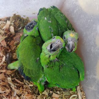 Yellow Nape Amazon Parrot Babie - Spring 2025 Hatch!