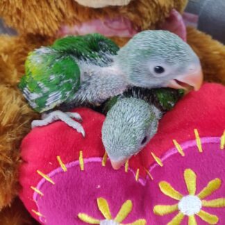 Moustached Parrot Babies - New Spring 2025 Hatch