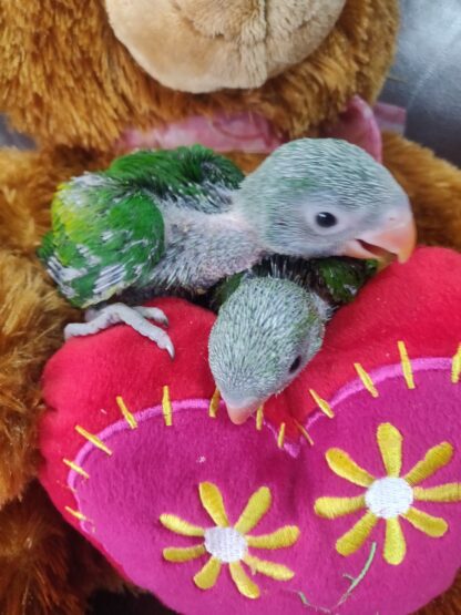 Moustached Parrot Babies - New Spring 2025 Hatch
