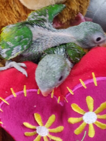 Moustached Parrot Babies - New Spring 2025 Hatch - Image 5