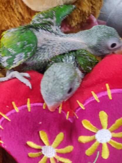 Moustached Parrot Babies - New Spring 2025 Hatch - Image 6
