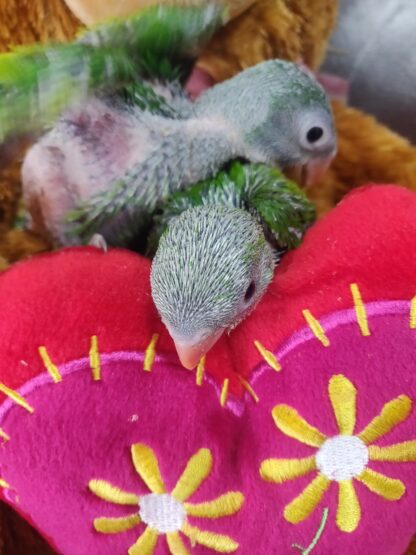 Moustached Parrot Babies - New Spring 2025 Hatch - Image 4