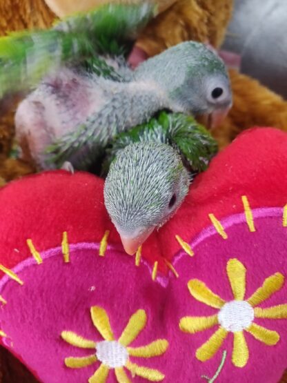 Moustached Parrot Babies - New Spring 2025 Hatch - Image 5