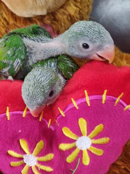 Moustached Parrot Babies - New Spring 2025 Hatch - Image 2