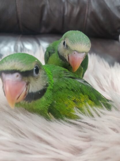 Moustached Parrot Babies - New Spring 2025 Hatch - Image 9