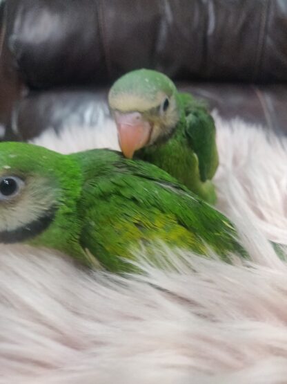 Moustached Parrot Babies - New Spring 2025 Hatch - Image 7