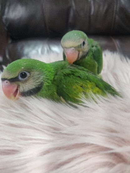 Moustached Parrot Babies - New Spring 2025 Hatch - Image 8