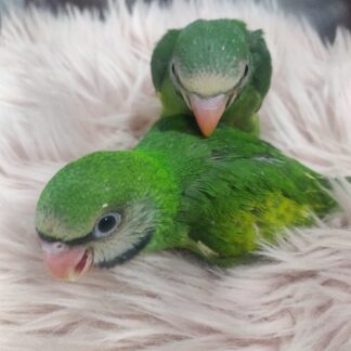 Moustached Parrot Babies - New Spring 2025 Hatch