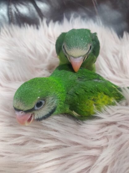 Moustached Parrot Babies - New Spring 2025 Hatch