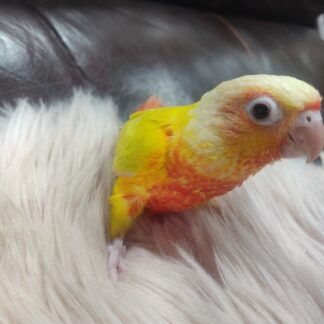 Sun Cheek Conure Parrot Babies - 2025 Hatch