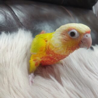 Sun Cheek Conure Parrot Babies