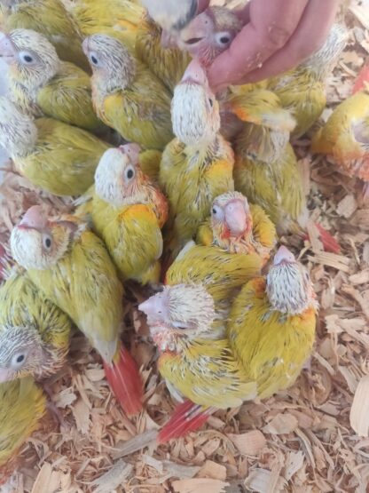 Sun Cheek Conure Parrot Babies - 2025 Hatch - Image 7