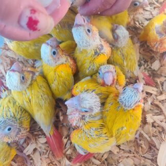 photo of approximately 10 Sun Cheek Conure Parrots being handfed