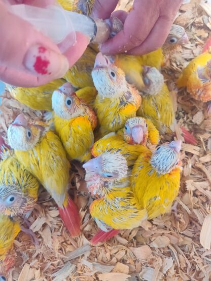 photo of approximately 10 Sun Cheek Conure Parrots being handfed