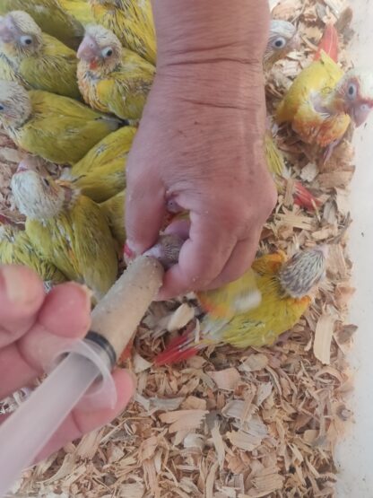 Sun Cheek Conure Parrot Babies - 2025 Hatch - Image 4