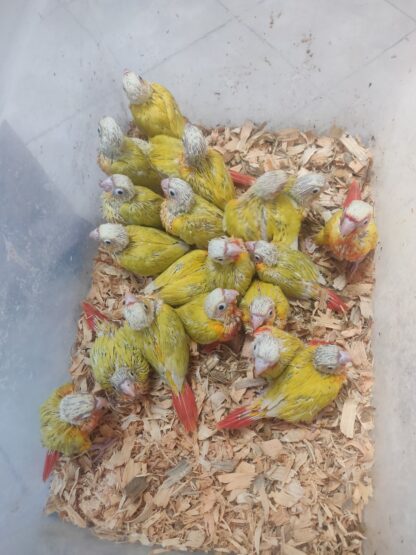 Sun Cheek Conure Parrot Babies - 2025 Hatch - Image 3