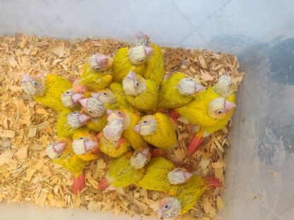 Sun Cheek Conure Parrot Babies - 2025 Hatch - Image 2