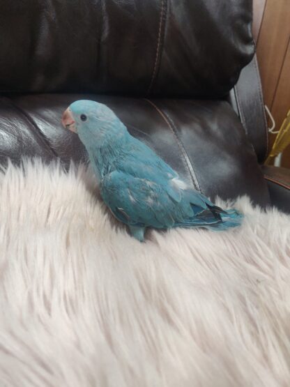 photo of a baby blue indian ringneck