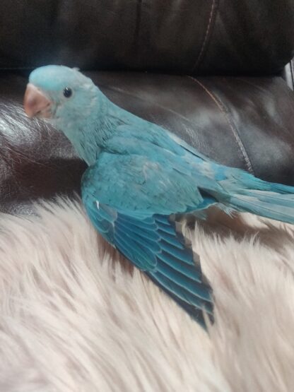 Indian Ringneck Babies -Blue Color - Image 3