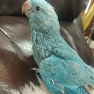 blue indian ringneck