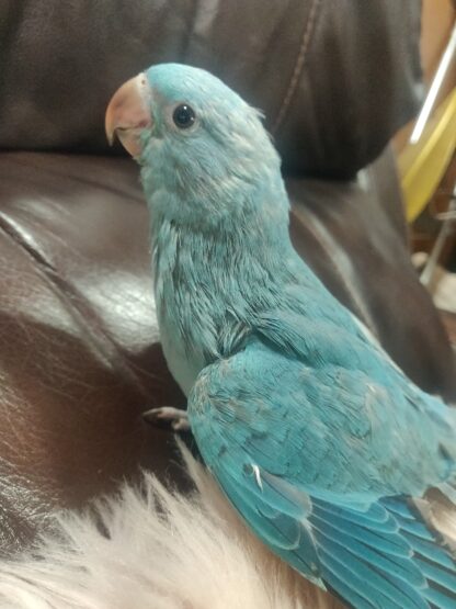 blue indian ringneck
