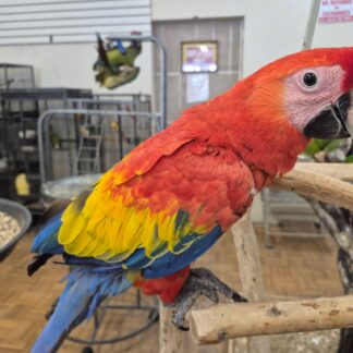 Scarlet Macaw - Young and Tame, Talks