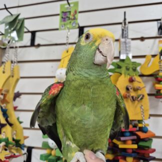 Double Yellow Head Amazon Parrot