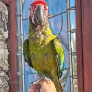 Military Macaw baby