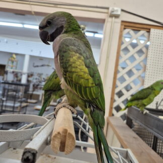 Derbyan Parrot Babies