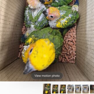 Sun Conure Parrot Babies