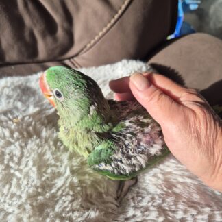 Alexandrine Parrot Babies