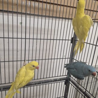 Indian Ringneck Parrot Babies  2026 Hatch