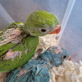 Indian Ringneck Parrot Babies  2026 Hatch