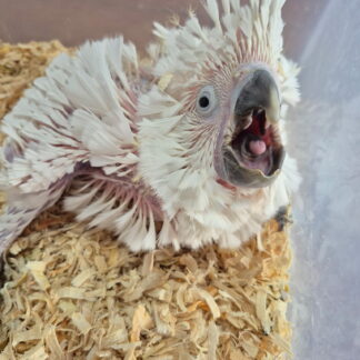 Umbrella Cockatoo Baby - 2026 Hatch