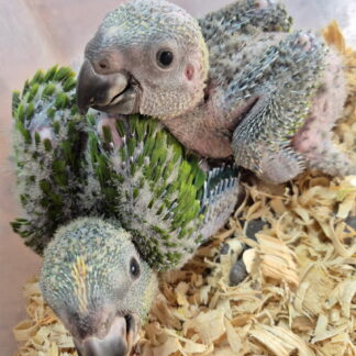 Yellow Nape Amazon Parrot Babies 2026 Hatch