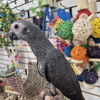 African Grey Timneh Parrot Baby