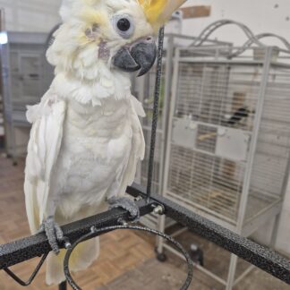 Citron Cockatoo Baby