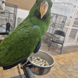Solomon Island Eclectus Parrot  Babies