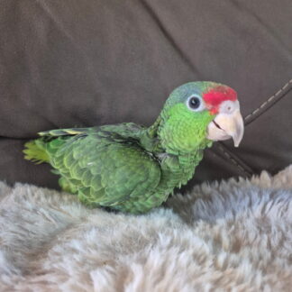 Mexican Red Headed Amazon Parrot baby