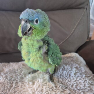 Mealy Amazon Parrot babies