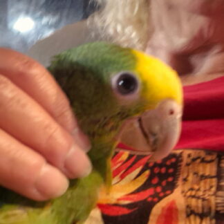 Double Yellow Head Amazon Parrot Baby 2026 Spring Hatch