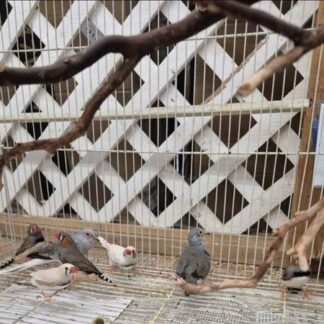 Zebra Finches