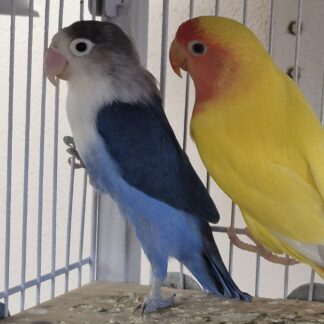 Lovebirds