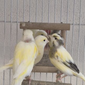 Canaries