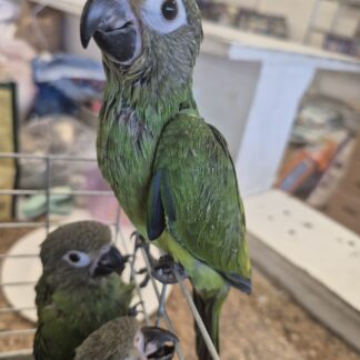 Dusky Conure Parrot Babies