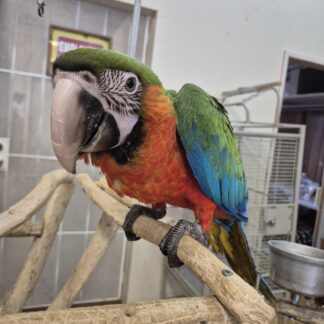 Harlequin Macaw Babies