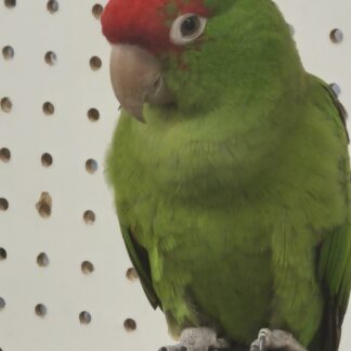 Cherry Head Conure Parrot